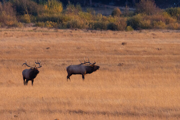 Elk Rut in Rocky Mountain National Park