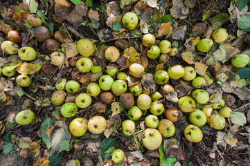 Rotten apples on ground