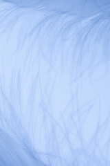 Obraz premium 白い羽