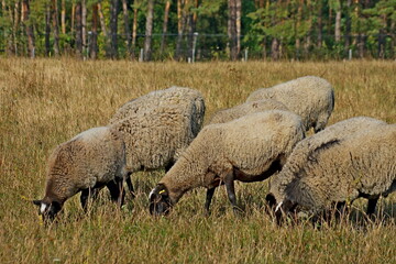 Obraz premium sheep and lambs