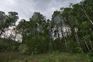 Trees on wind in Chernobyl exclusion zone