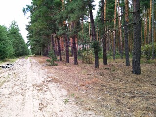 path in the forest