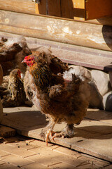 chickens and a rooster in the poultry yard