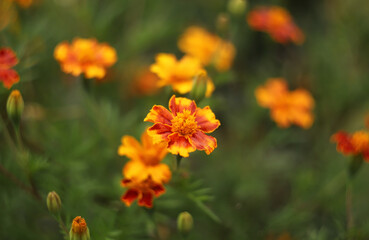 Orange marigold flowers in a garden