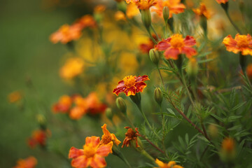 Orange marigold flowers in a garden