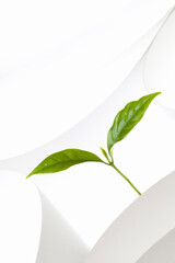 紙のテクスチャと新芽