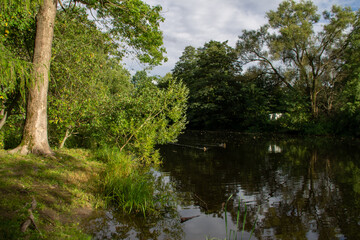 Fototapeta na wymiar forest landscape pond surrounded by trees