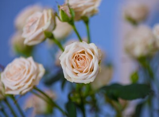 Flower white and beige bouquet of roses on a blue background.