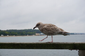 seagull on the shore