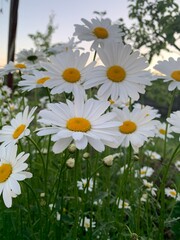 daisies in the field