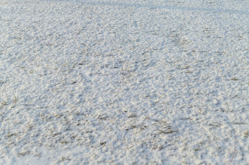 Green grass covered with snow