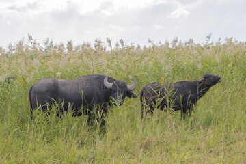 Water buffalo grazing in the reeds. Orlovka village, Reni raion, Odessa oblast, Ukraine, Eastern...