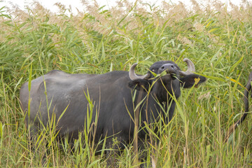 Water buffalo grazing in the reeds. Orlovka village, Reni raion, Odessa oblast, Ukraine, Eastern...