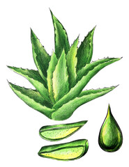 Fototapeta na wymiar Aloe Vera Plant hand made drawing with coloring pencils, herbal medicine, herbal cosmetics, herbal treatment