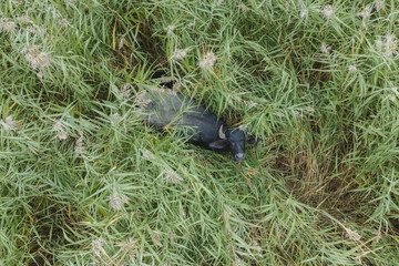 Aerial view - Water buffalo grazing in the reeds. Orlovka village, Reni raion, Odessa oblast