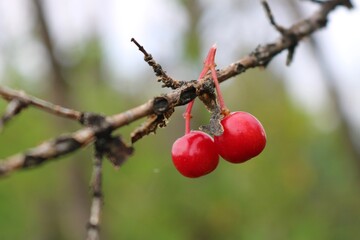 red berries on a branch