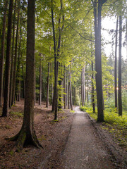 Bavarian walking path through forest during summer time