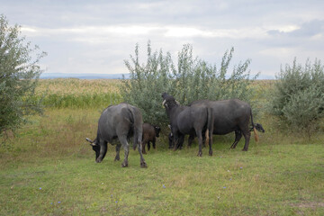 Fototapeta premium Water buffalo grazing in the meadow. Orlovka village, Reni raion, Odessa oblast, Ukraine, Eastern Europe