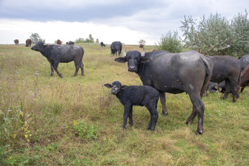 Naklejka na ściany i meble Young calf with mother - Water buffalo . Orlovka village, Reni raion, Odessa oblast, Ukraine, Eastern Europe