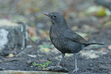 blackbird on the grass