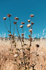 Cardos altos con fondo de campo seco y cielo azul
