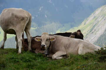 Kühe auf der Almweide