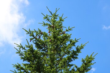 pine tree against the sky