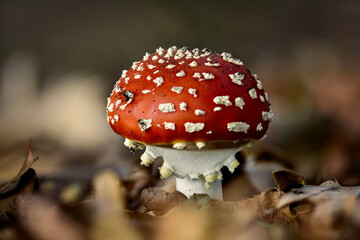 Fliegenpilz 