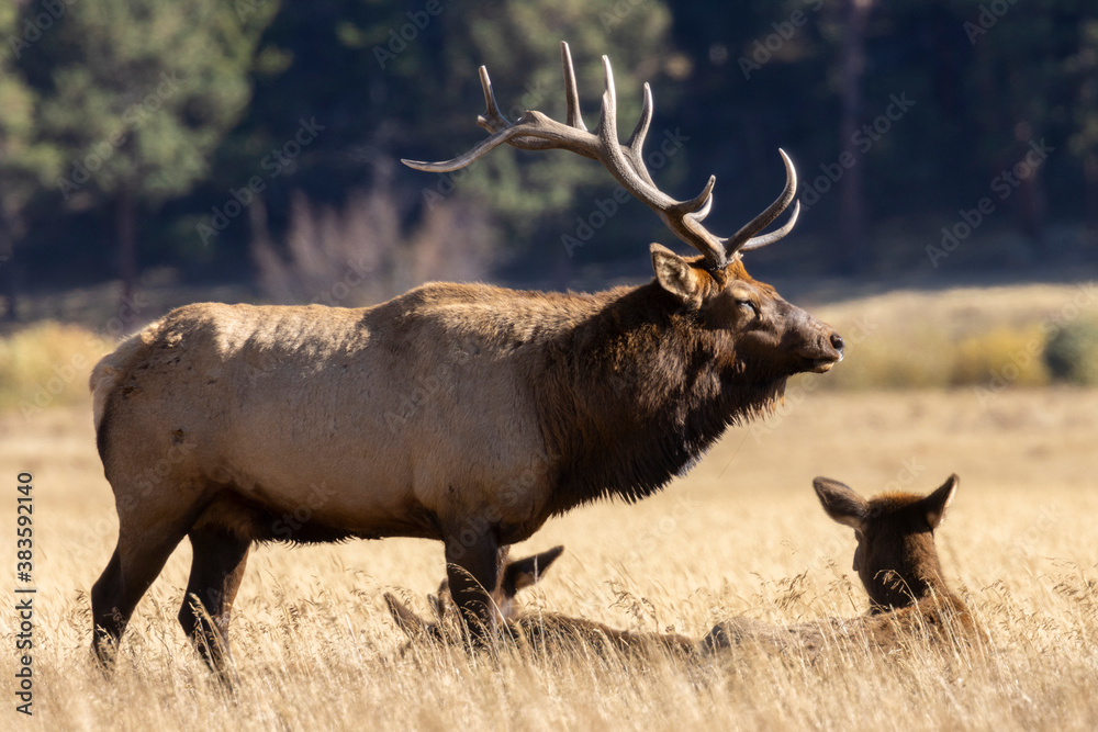 Wall mural elk rut in rocky mountain national park