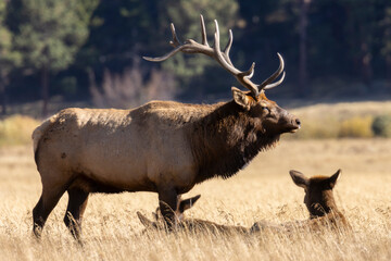 Elk Rut in Rocky Mountain National Park