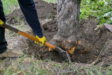 Uprooting an old dry fruit tree in the garden. Large pit with chopped off tree roots. Shovel are main tool used in uprooting. Renovation of the old garden.  Close-up. Selective focus.