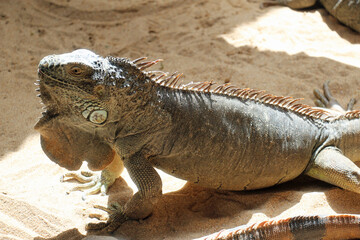 grüner_Leguan