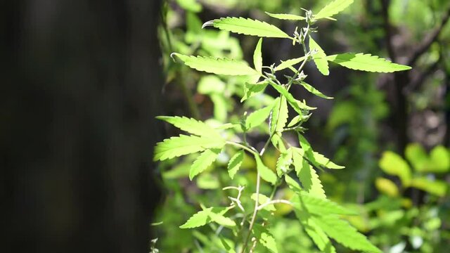 leaves in the forest