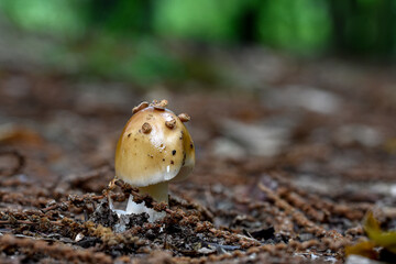 Pilz 