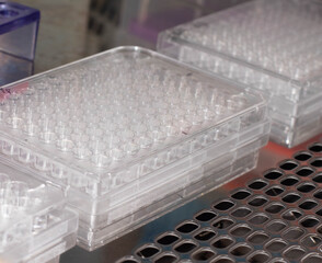 Pipetting samples in 96 well microplate. Samples preparation for analysis in the scientific laboratory.