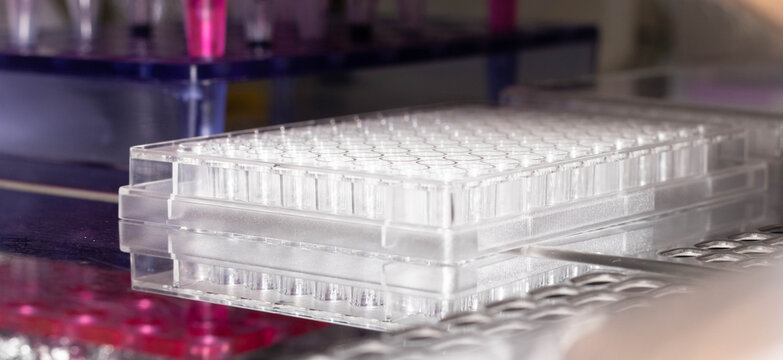 Pipetting samples in 96 well microplate. Samples preparation for analysis in the scientific laboratory.