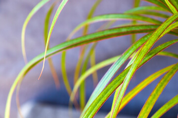 Houseplant tropical palm close-up and macro
