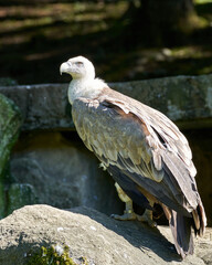 Vulture in the sauvage wild