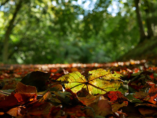 bright  autumn leaf on the ground covered by leaves. green trees at the background