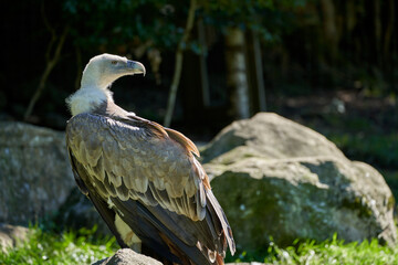 Vulture in the sauvage wild