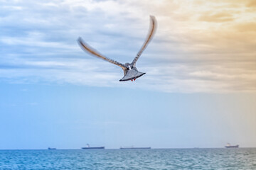 the dove flaps its wings and flies to the sea.