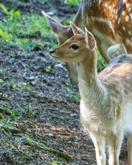 Naklejka premium Fallow deer in the sauvage wild
