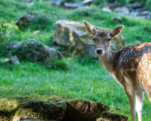 Fallow deer in the sauvage wild