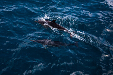 The dolphin in the depths of the sea