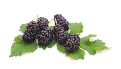 A mulberry with leaves.