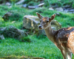 Fallow deer in the sauvage wild