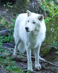 Wolf in the sauvage wild