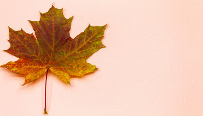 Fototapeta premium On the pink background on the side lies a maple leaf that fell from a tree