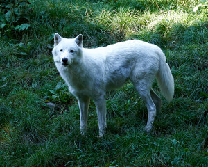 Wolf in the sauvage wild