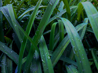 Fototapeta premium Summer dew